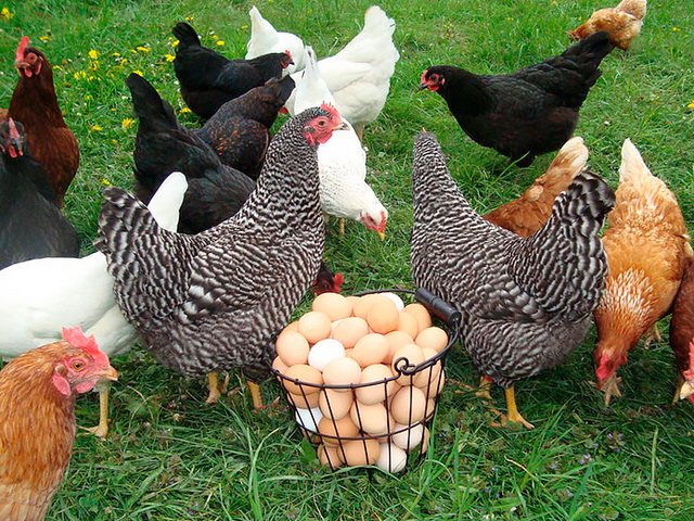 Содержание кур и уход за ними | ЗооТом - продажа, вязка и услуги для животных в Сковородино