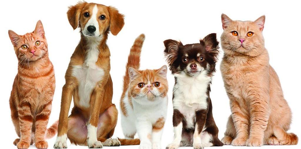 Доска объявлений о животных | ЗооТом - продажа, вязка и услуги для животных в Сковородино