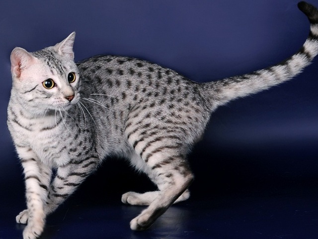 Породы кошек в Сковородино | ЗооТом портал о животных