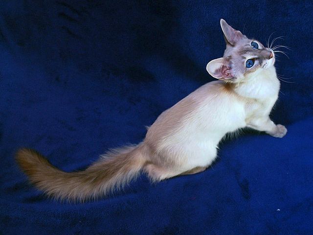 Выведенные породы кошек в Сковородино | ЗооТом портал о животных