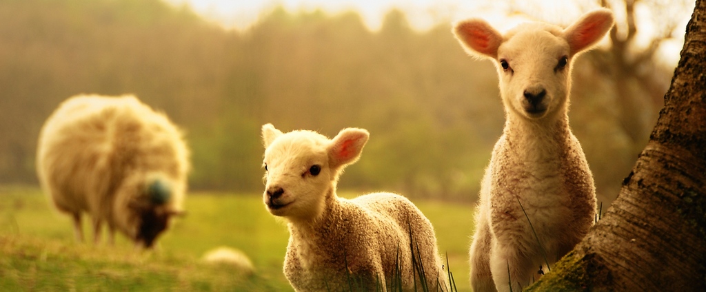 Объявления о сельскохозяйственных животных | ЗооТом - продажа, вязка и услуги для животных в Сковородино