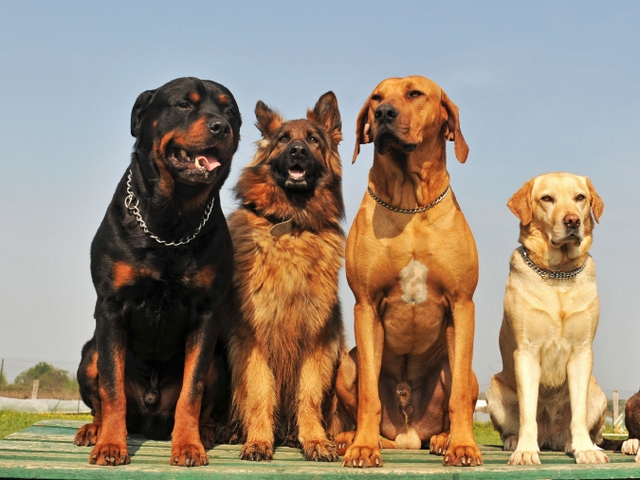 Крупные породы собак в Сковородино | ЗооТом портал о животных